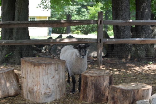 Sheep at Ambler Farm